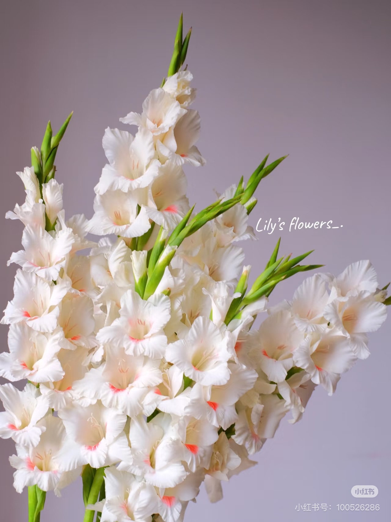 【董小姐】奶油草莓（阿贾克斯）剑兰鲜花基地直发顺丰包邮