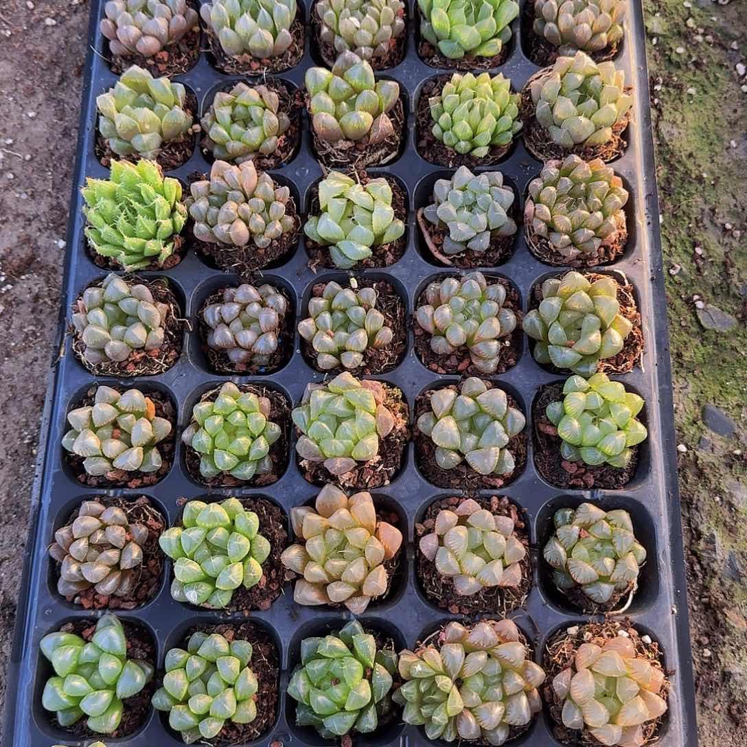 535 直播福利一物一拍