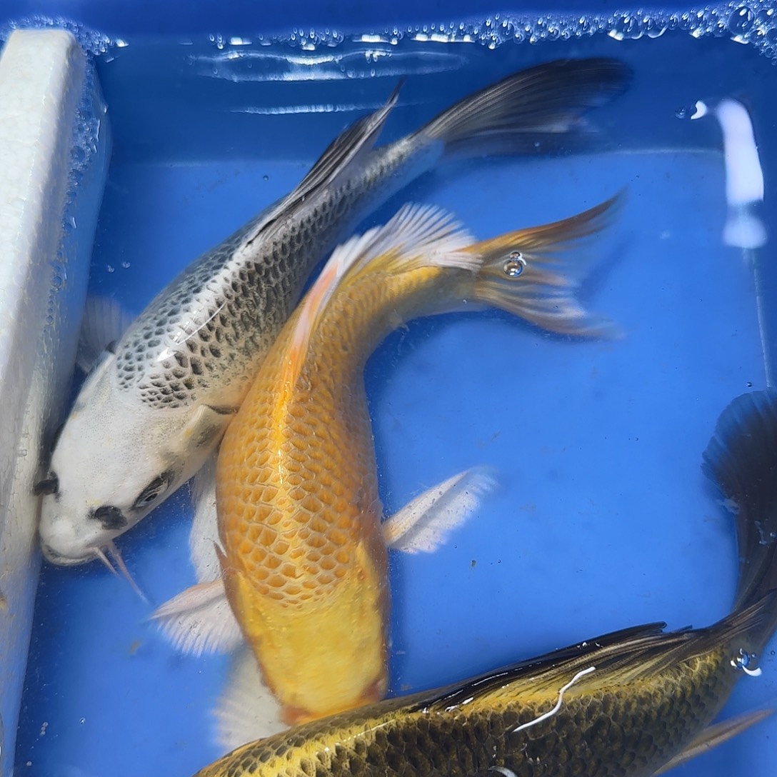 蝴蝶鲤鱼一金一银一古铜