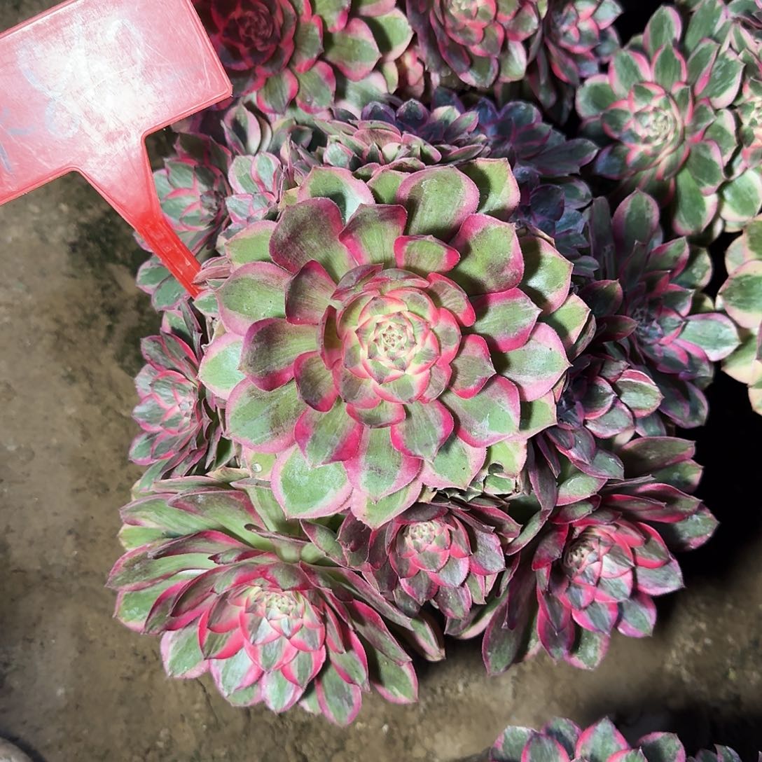 4-862云荷多肉法师