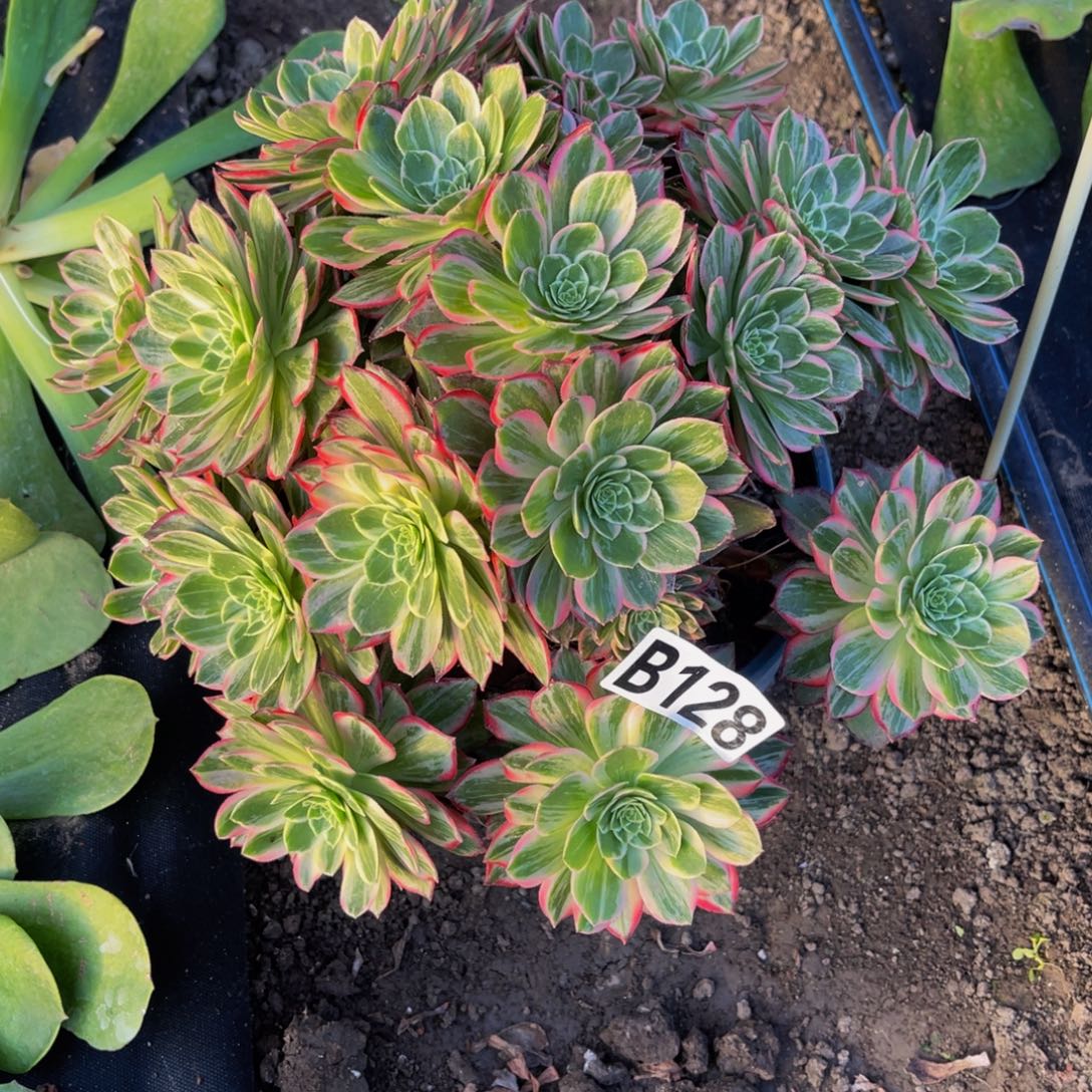 万花筒法师28///-27包邮