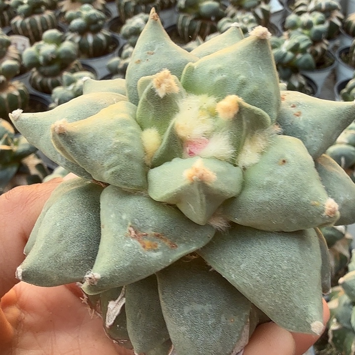 无花朵416勾尤怒涛带种子