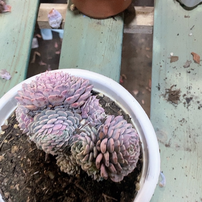 【闪购商品】纸等车1626