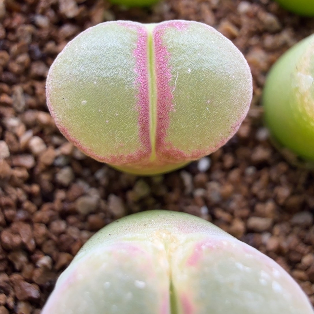 4.17.35/粉红女郎新头3.5年