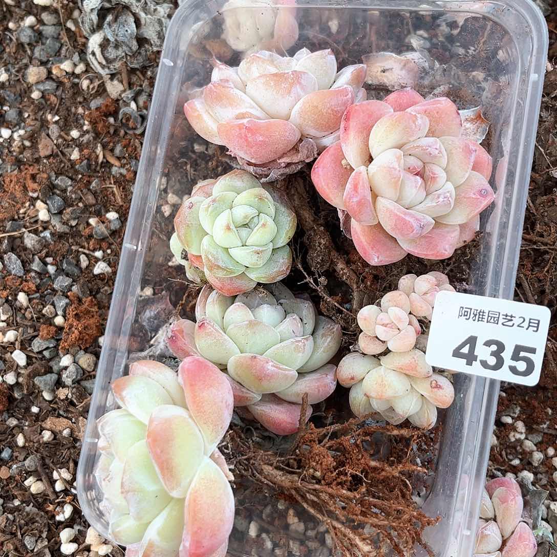 阿雅园艺。       435