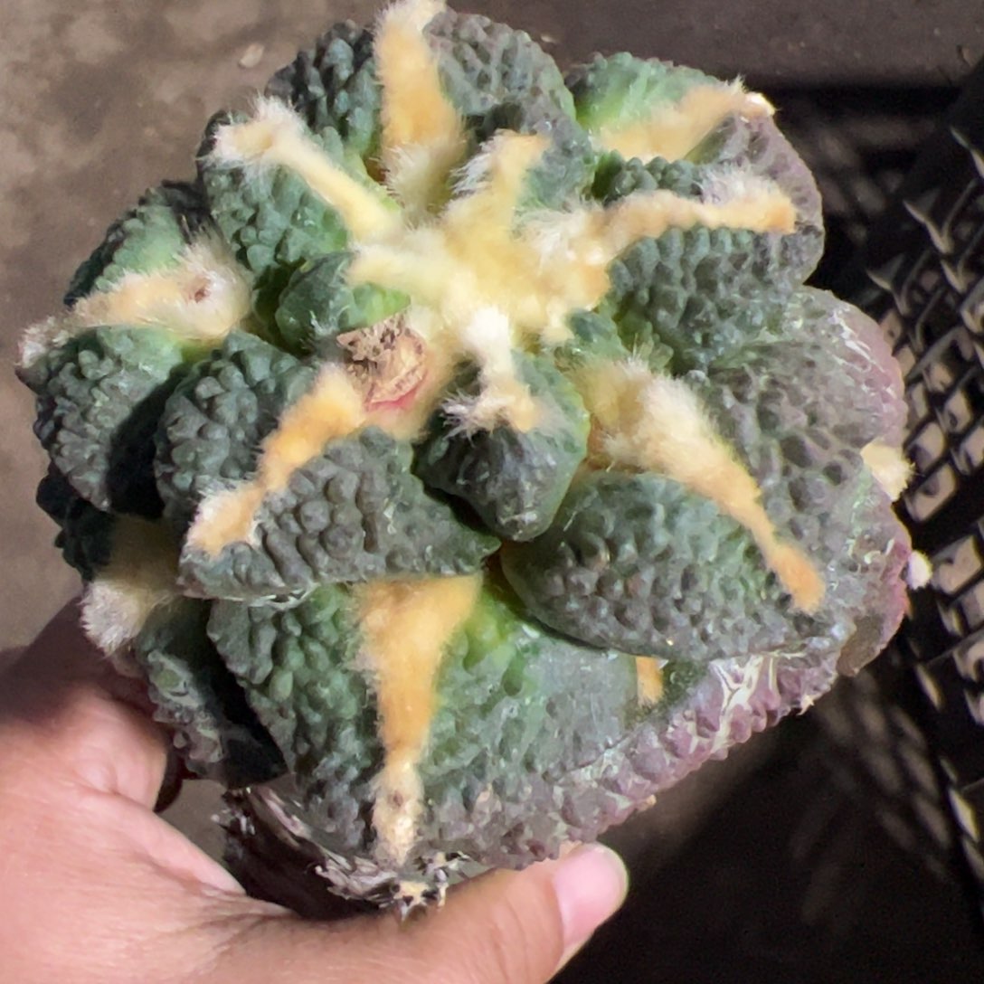 大尤龟甲牡丹仙人球966