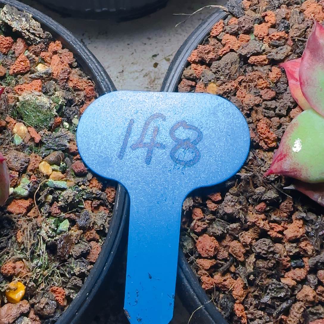 惊鸿仙子福利148号