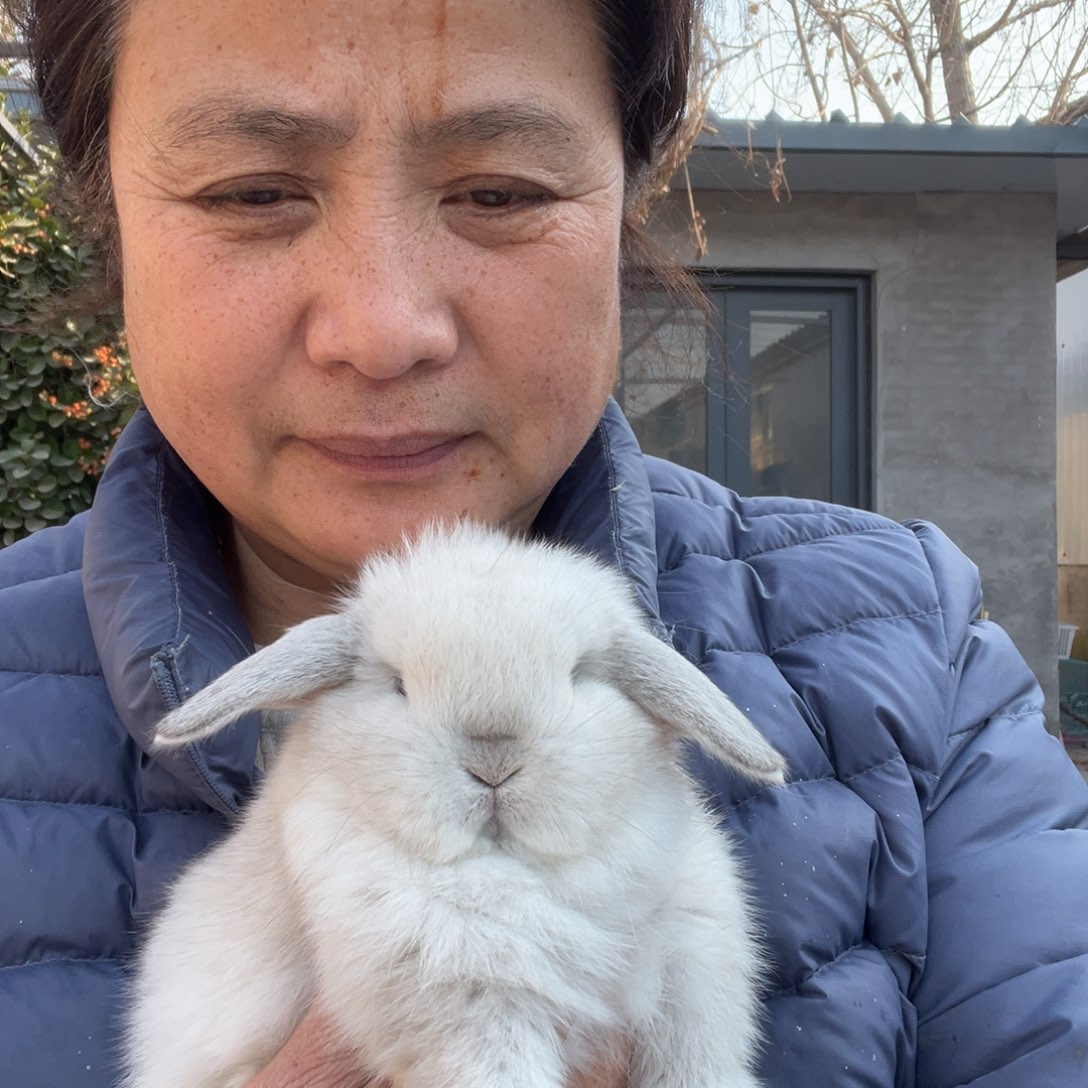 双血统英系安哥拉兔
