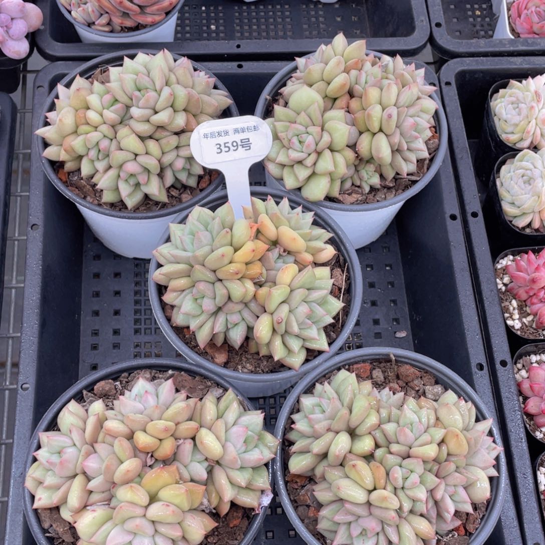 359号黄金象牙大母本群生一个