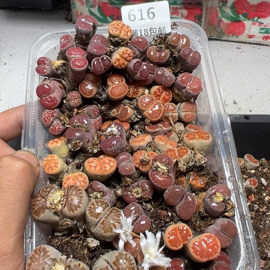 【闪购商品】 616。       