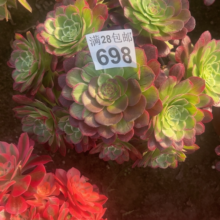 698水晶莲花多肉植物
