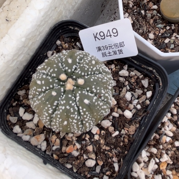 949多肉哈哈哈哈哈哈哈哈
