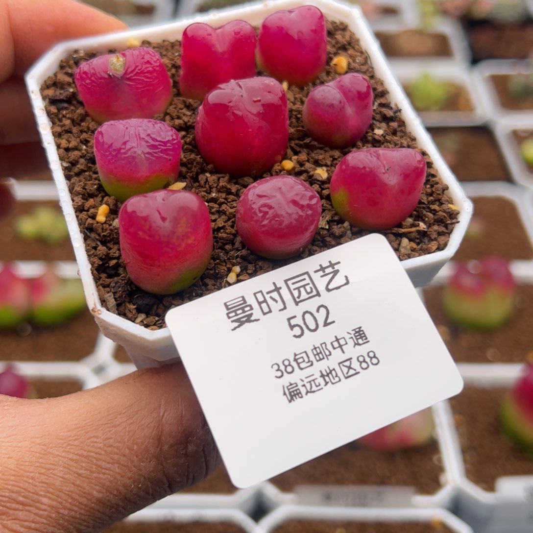 2.11车厘子毛多肉植物502