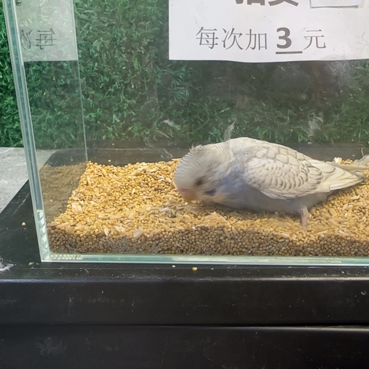 虎皮鹦鹉大头虎皮鹦鹉