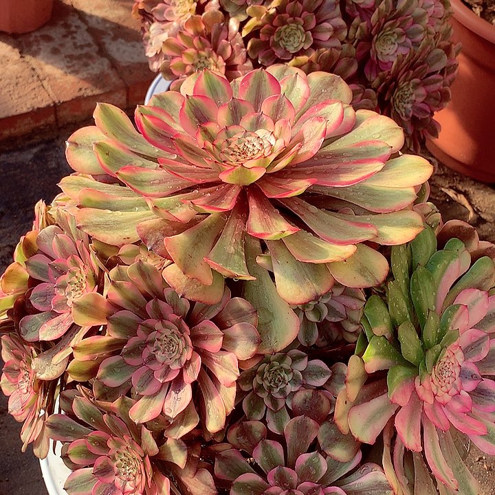 粉体美姬，多肉植物