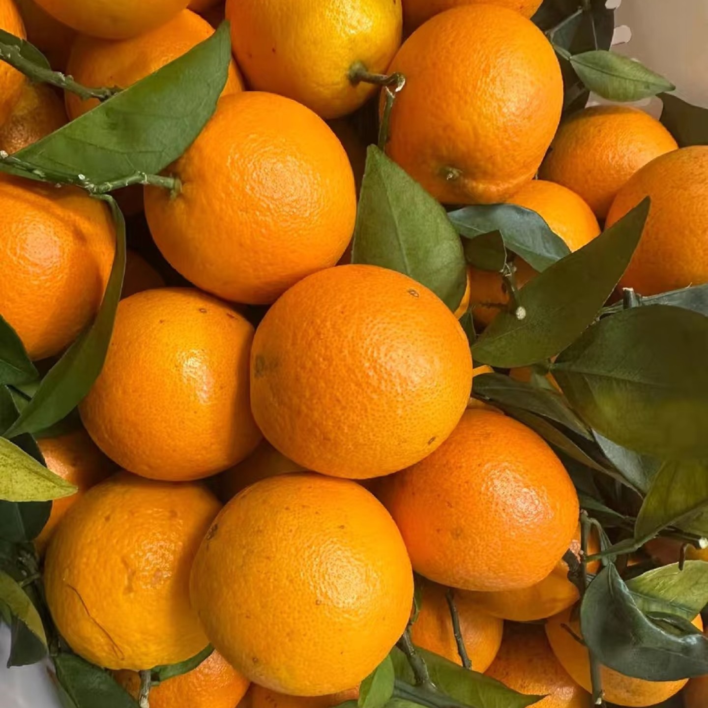 （20斤生态果）正宗赣南脐橙新鲜水果产地直发的橙子自然成熟