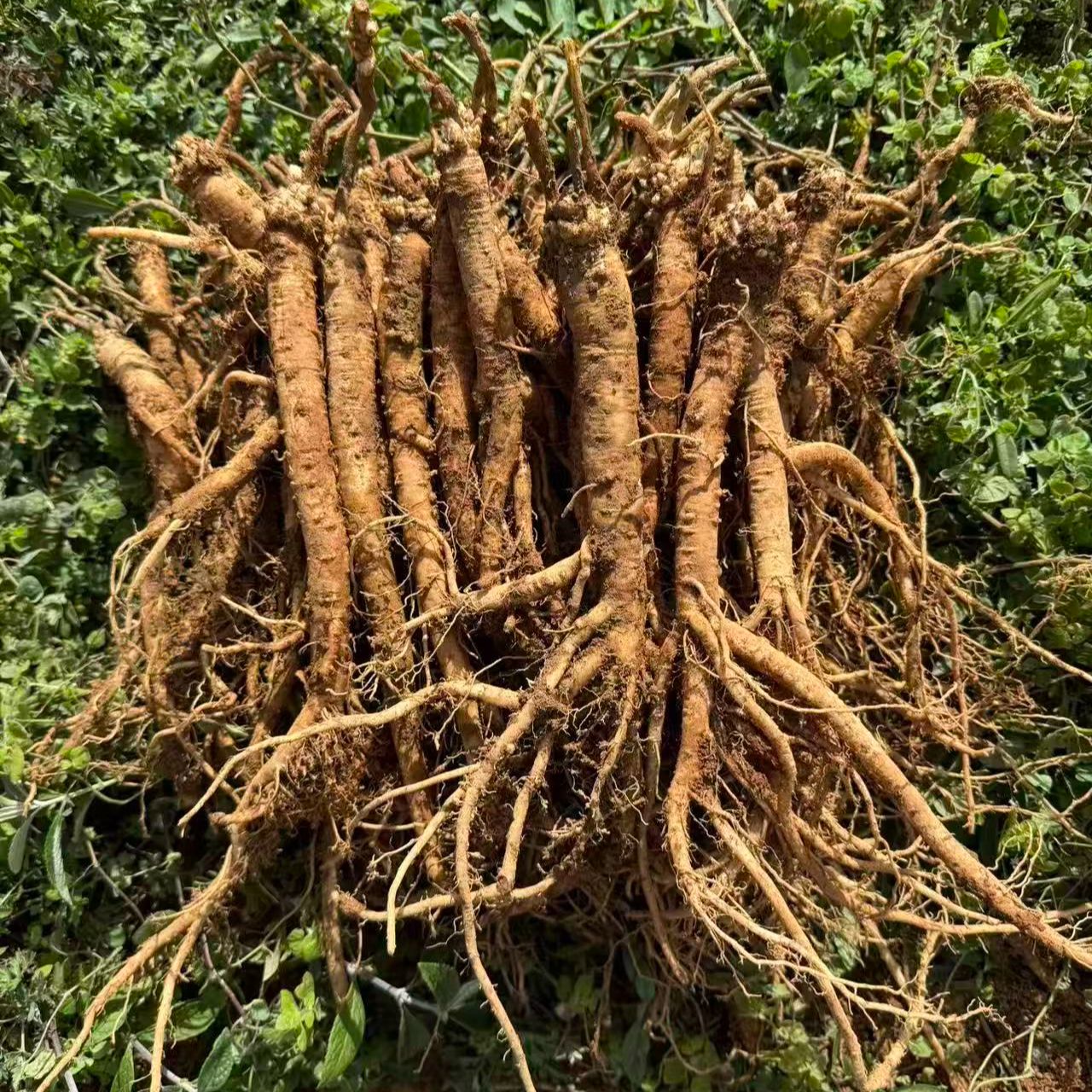 原产地现挖新鲜党参适合中老年泡酒煲汤滋补