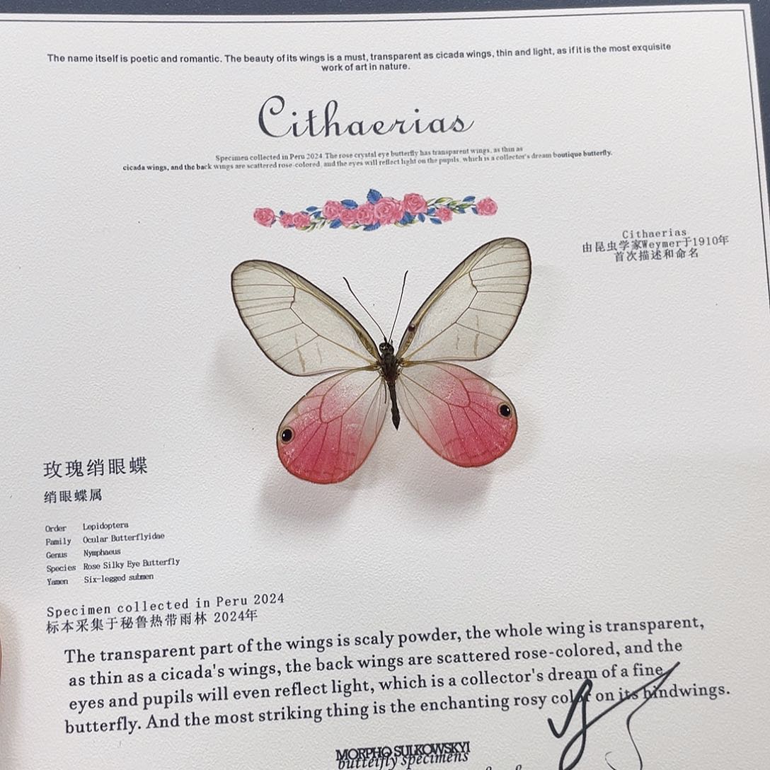 朔***❍有机玻璃蝴蝶标本