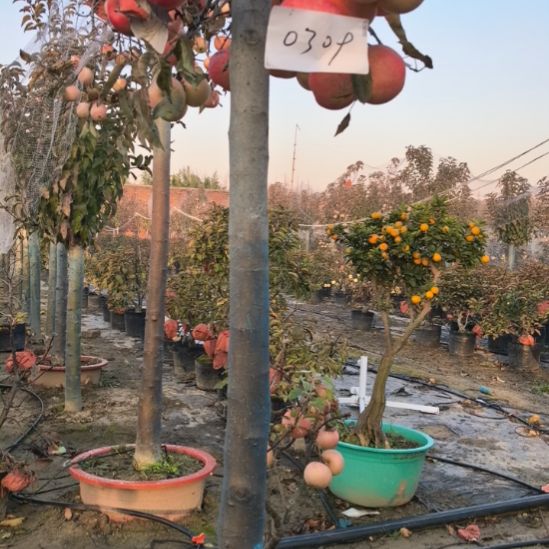 无花朵大高杆精品苹果盆栽