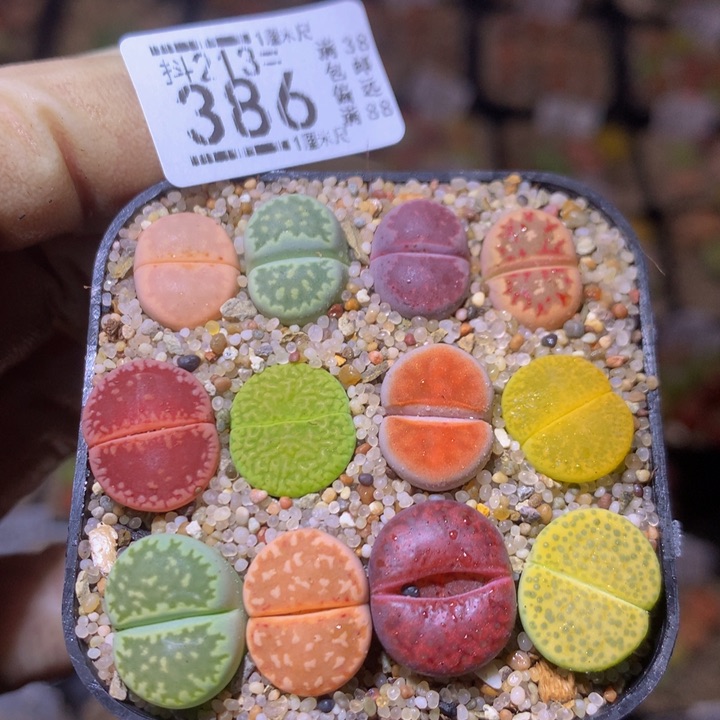 精品生石花213.386