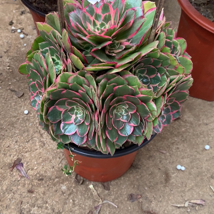 285粉花妖多肉植物特价