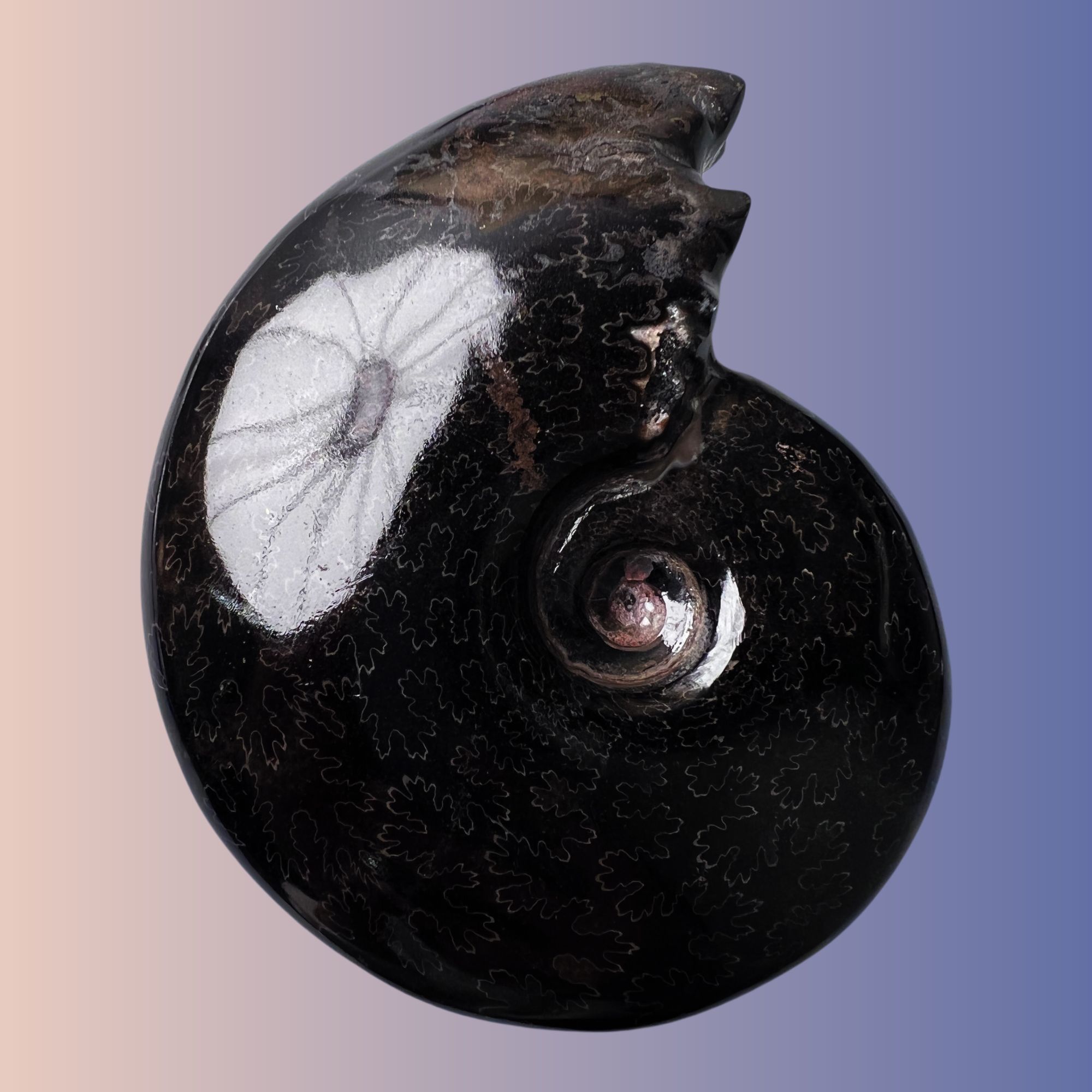 【 叶菊石（黑金刚-碳化）】尺寸109mm 玉化 马达加斯加 古贝壳B8