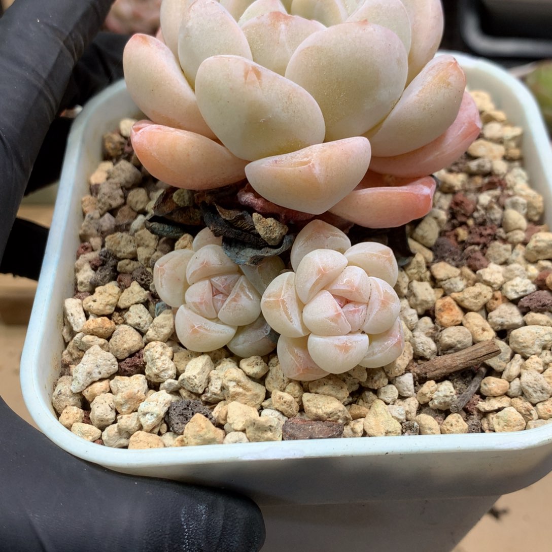 绿****懒羊羊一物一拍专拍