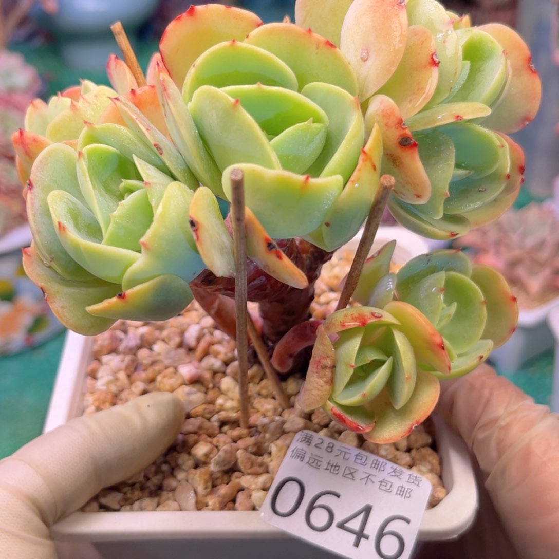 大0646:？x b c b vb n n