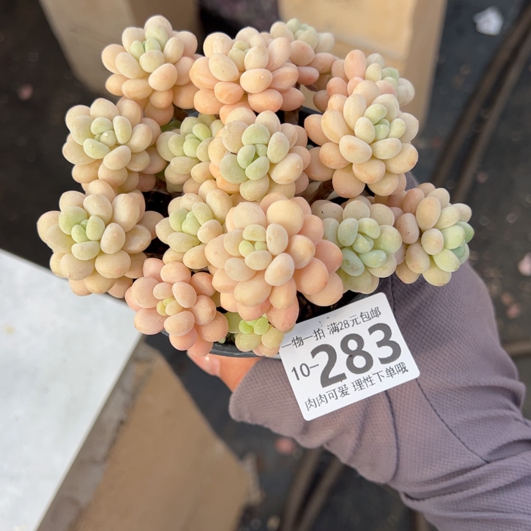 洛可可多肉多肉多肉多肉