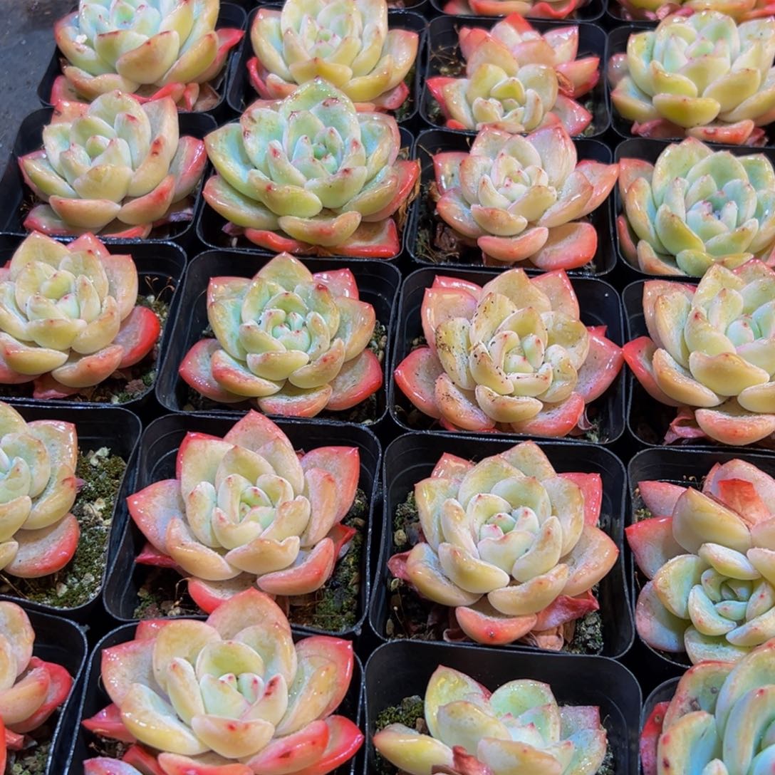 238多肉葡萄的味道是真的好吃