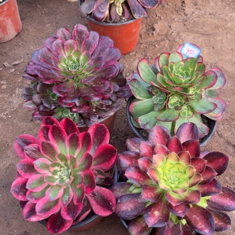 902多肉植物组合