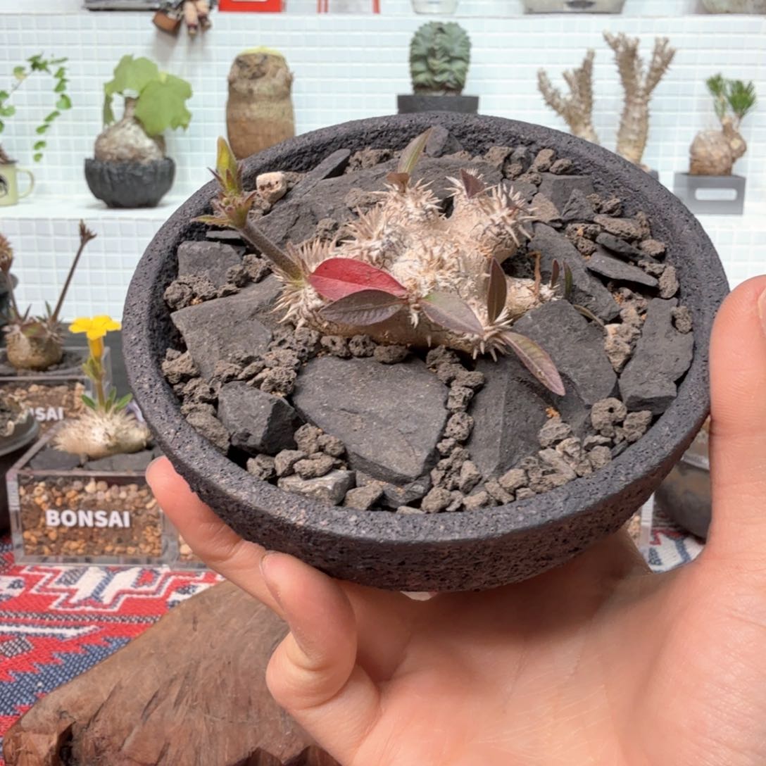 惠比须笑 一物一拍