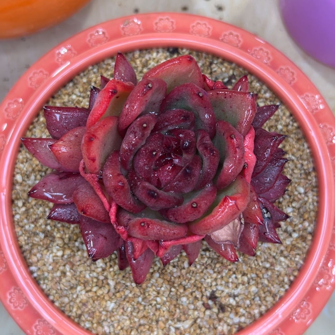 多肉一物一拍0125-红酒宝石