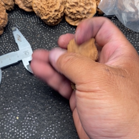 文玩核桃把件白狮子头1.1