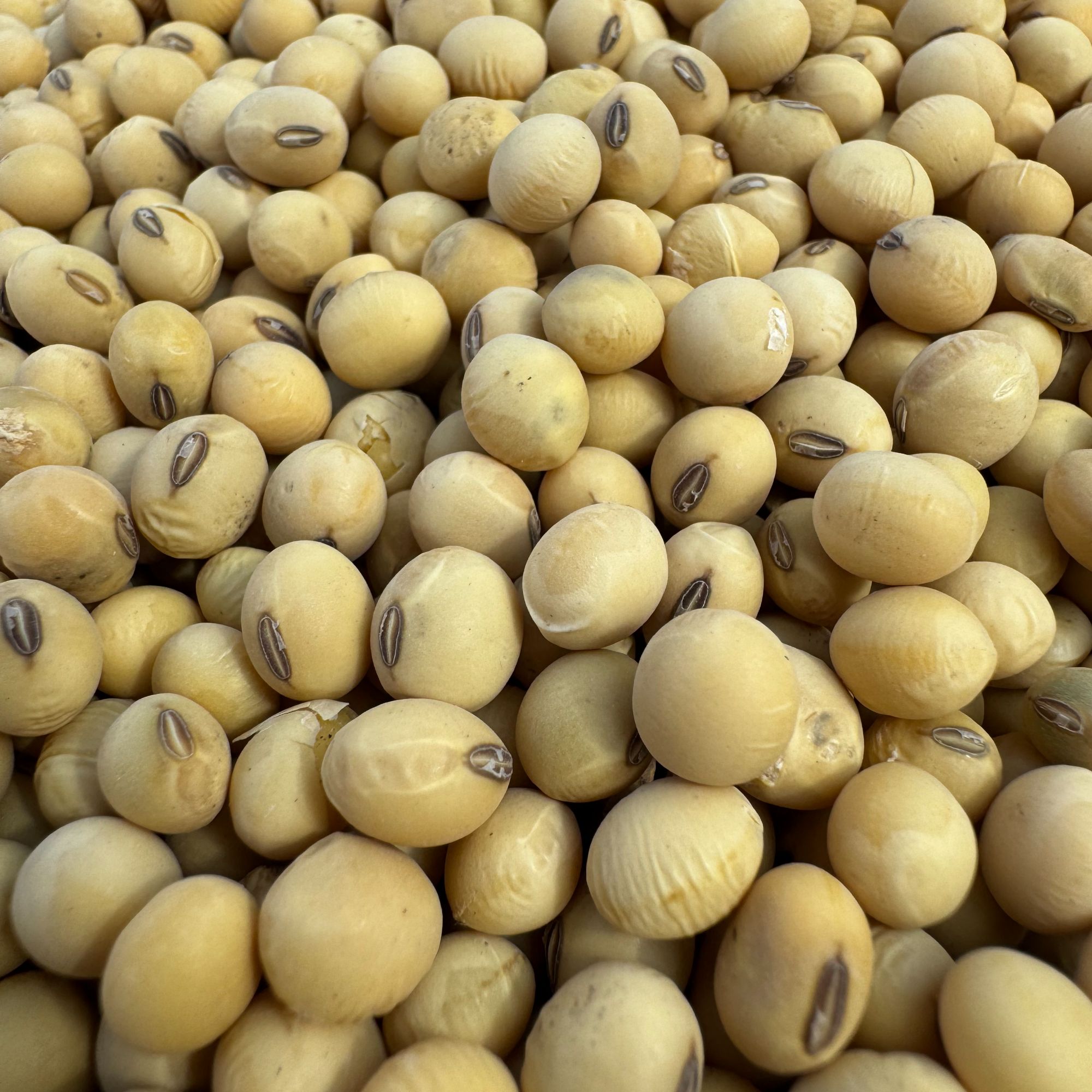 云南土特产-斗-姜-逗