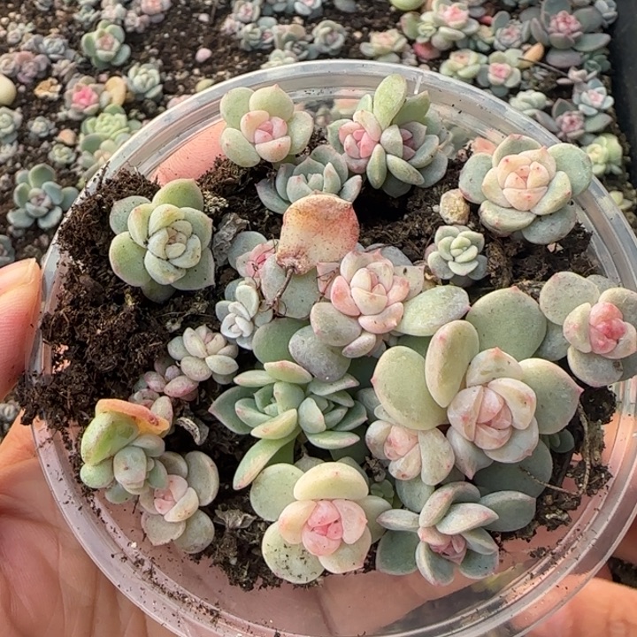 50王者系列多肉植物一盒