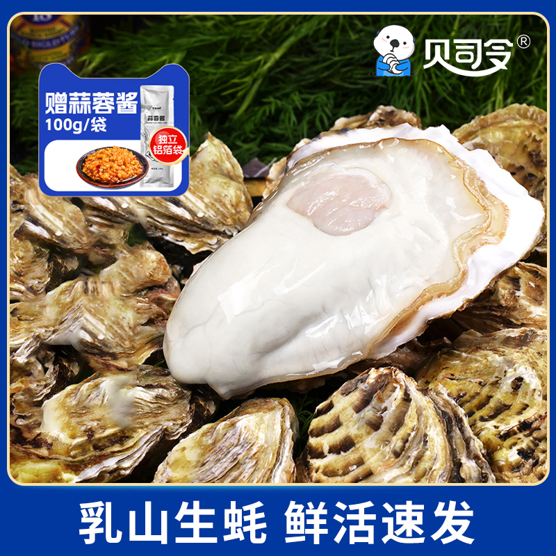 贝司令鲜活乳山生蚝 2-6两/个 净重5斤装 赠蒜蓉酱100g/包 