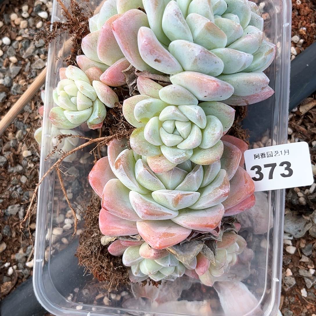 阿雅园艺。           带桩373