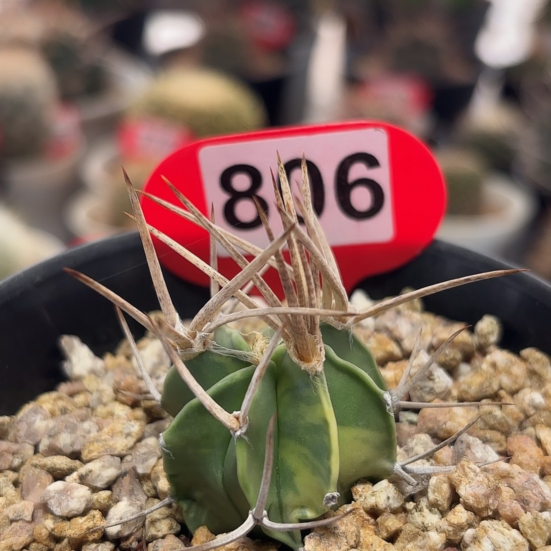 仙人球实生水牛角锦