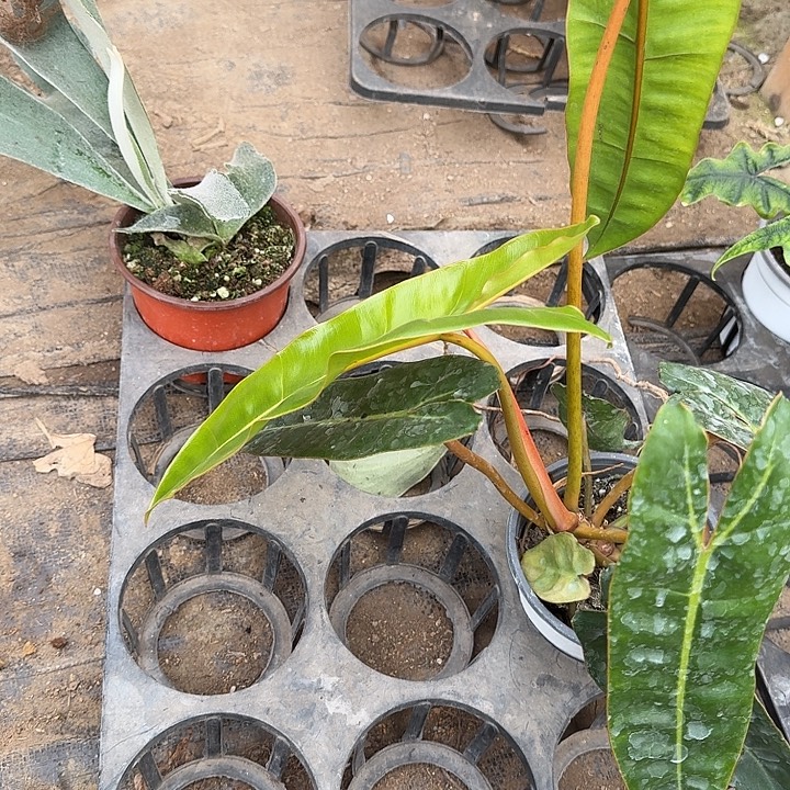 完全开放塞尔索加橙炳