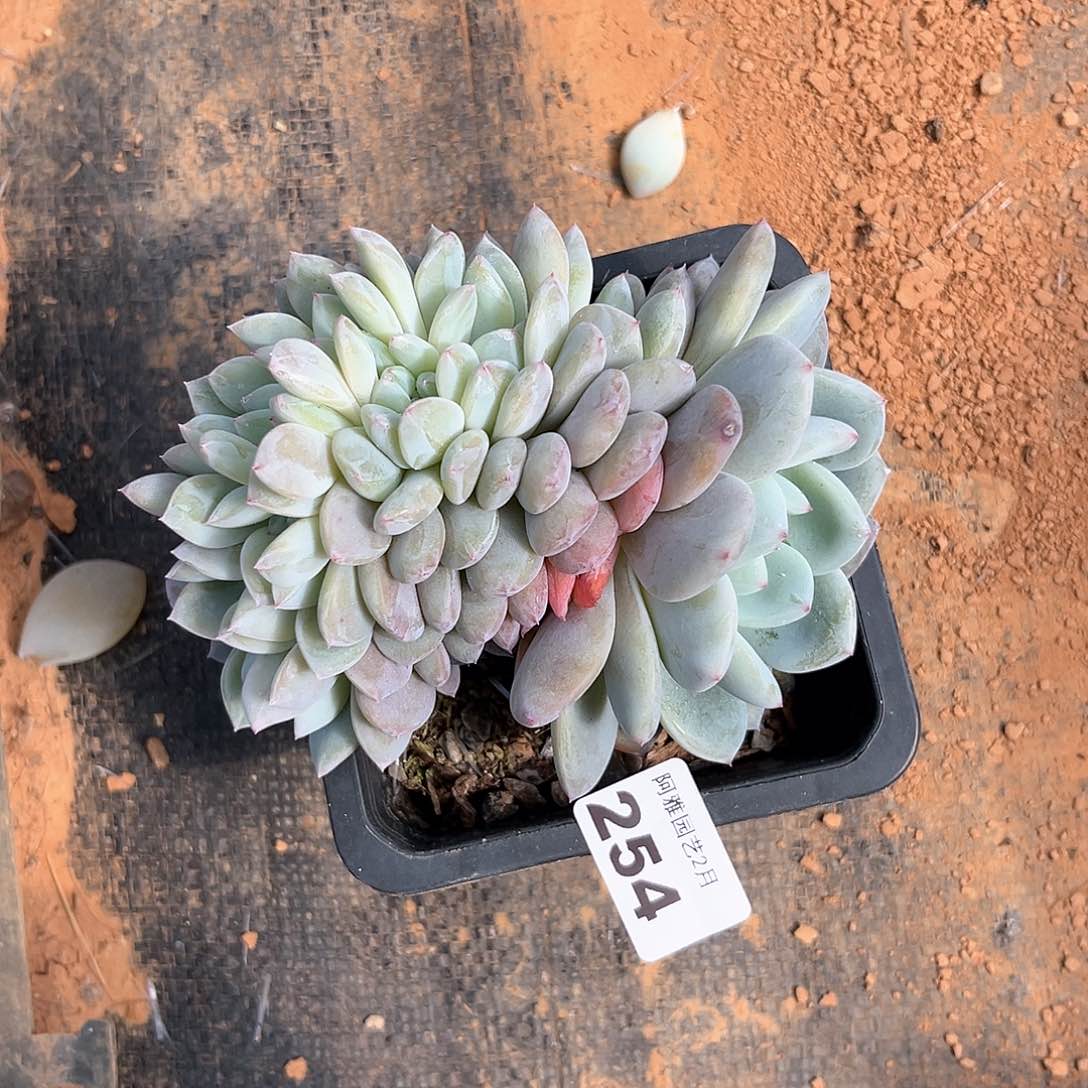 阿雅园艺。         254