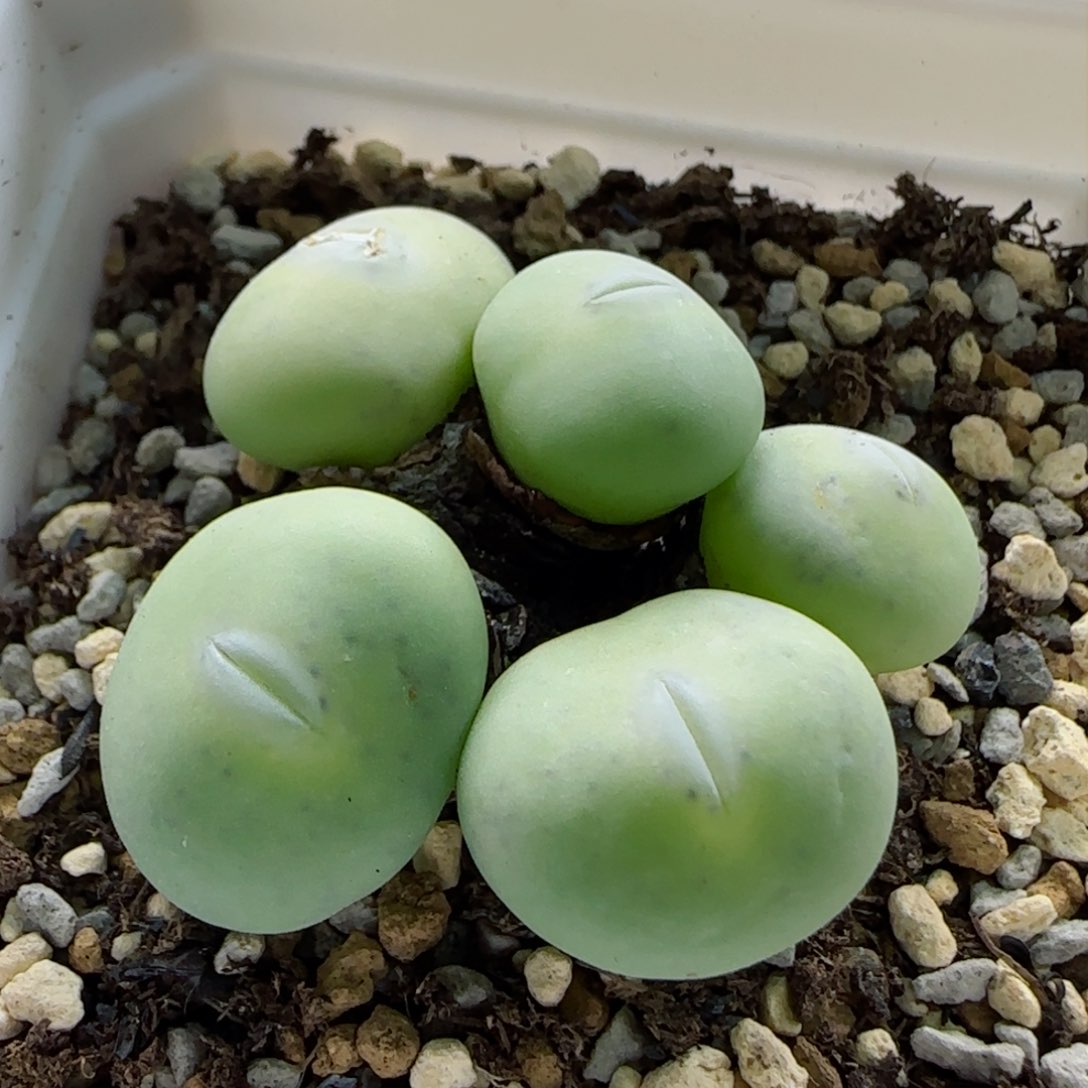 1-22-5-3当天满58包邮超嘟嘴白花大G多肉脱土