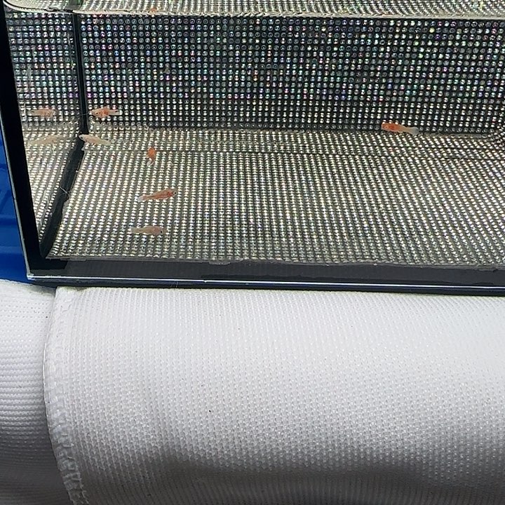 海水鱼超凡专拍  