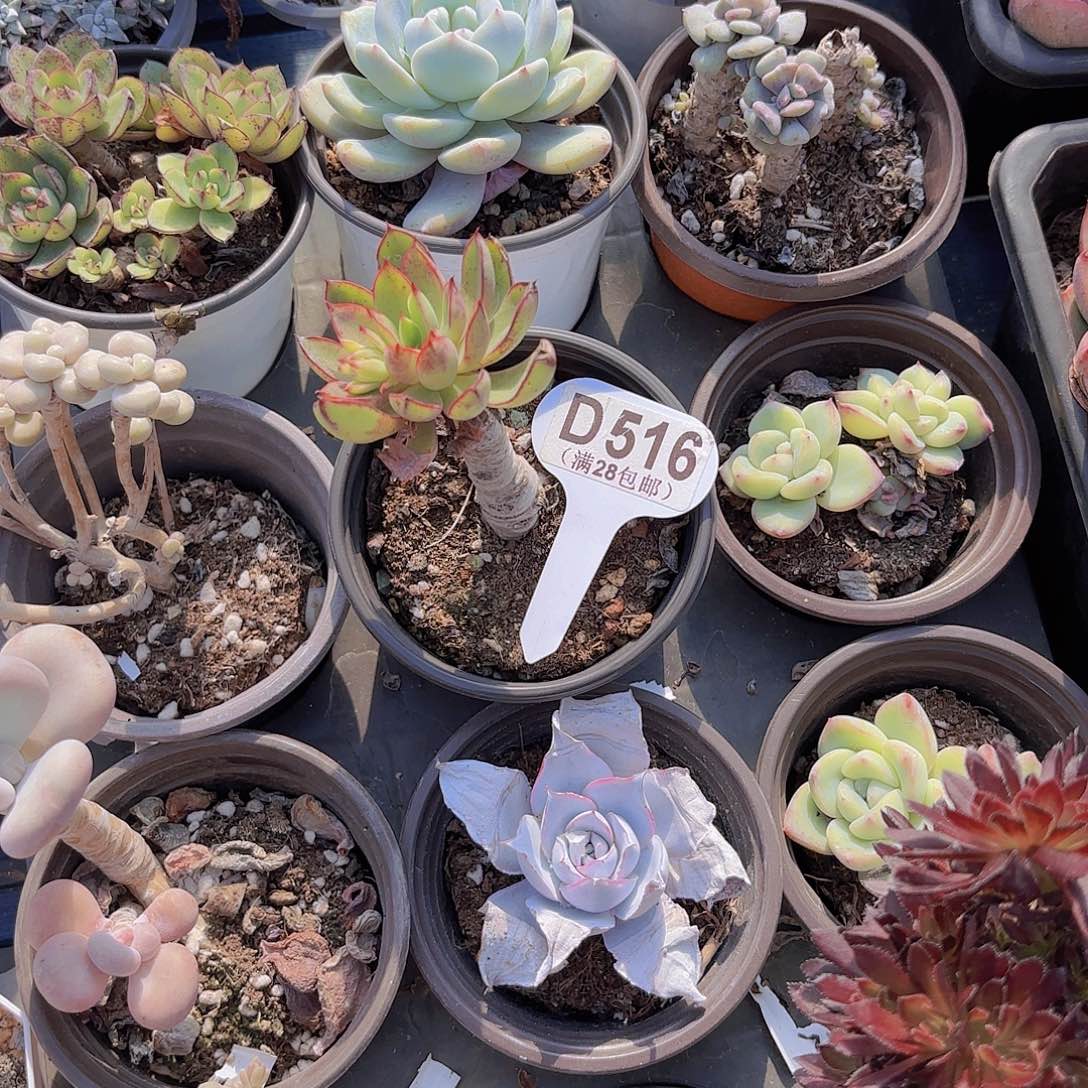 D516灰姑娘一物一拍