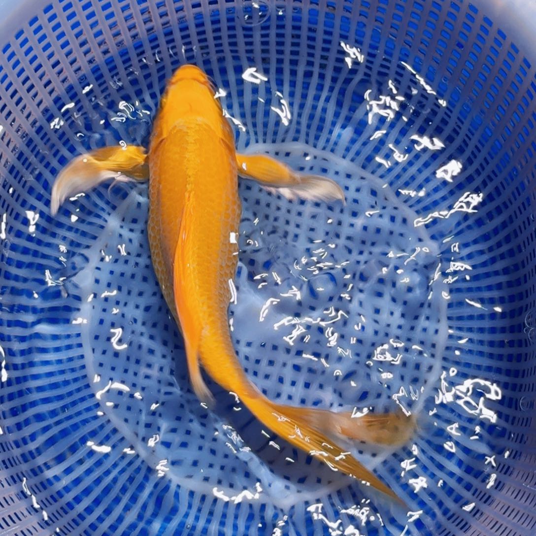 锦鲤精品甄选血统锦鲤