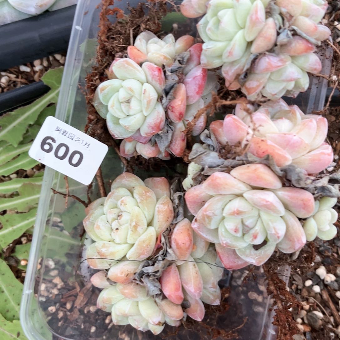 阿雅园艺。        带桩600