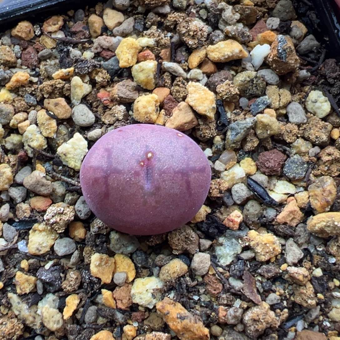 210单头优选厚皮吕杂一棵特