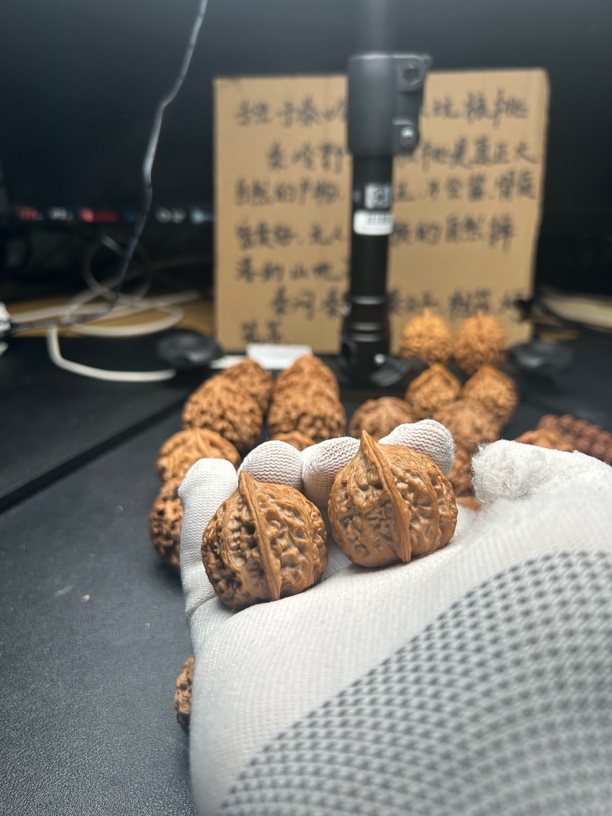 手捻秦岭野生佛肚舍利手把件