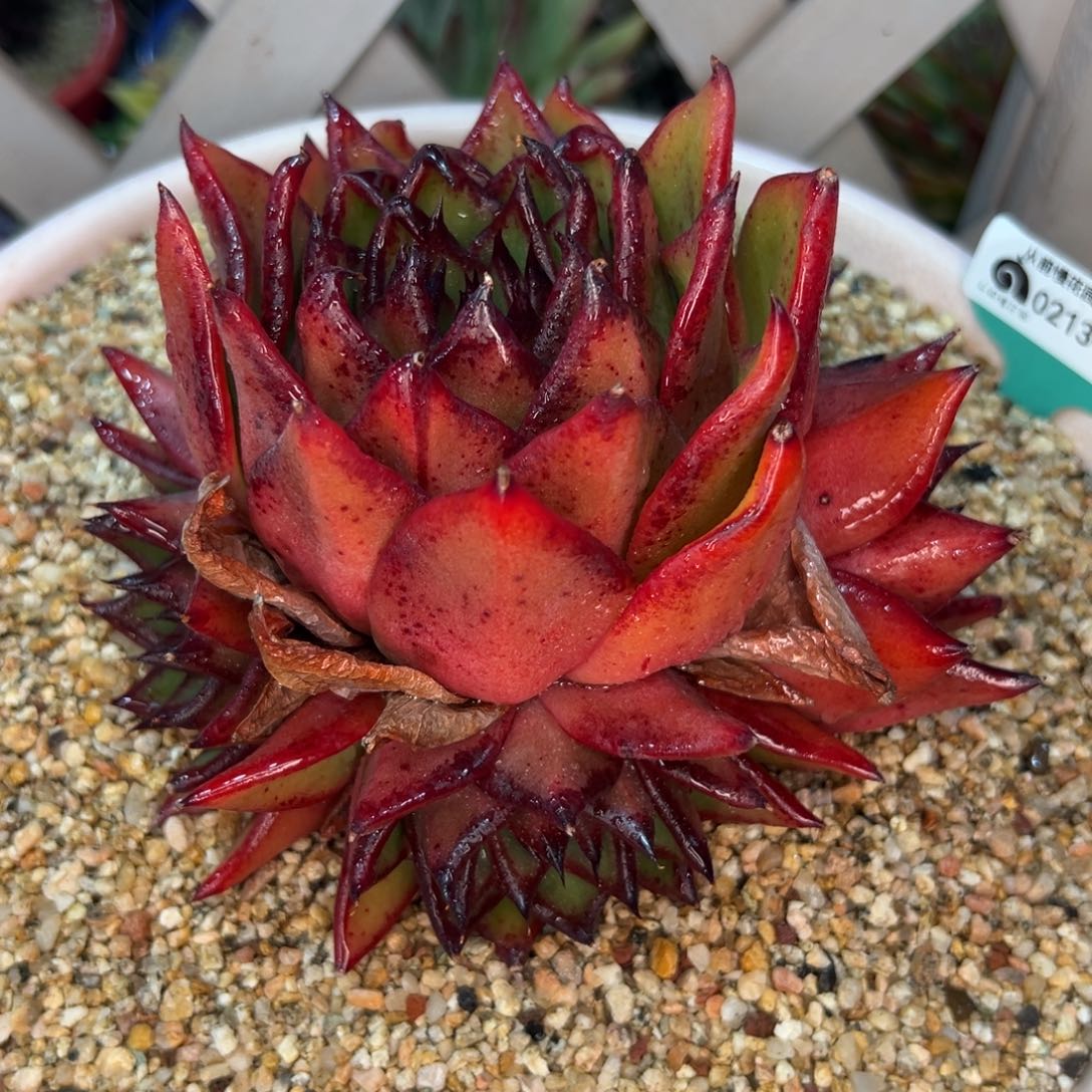 多肉一物一拍0216-281