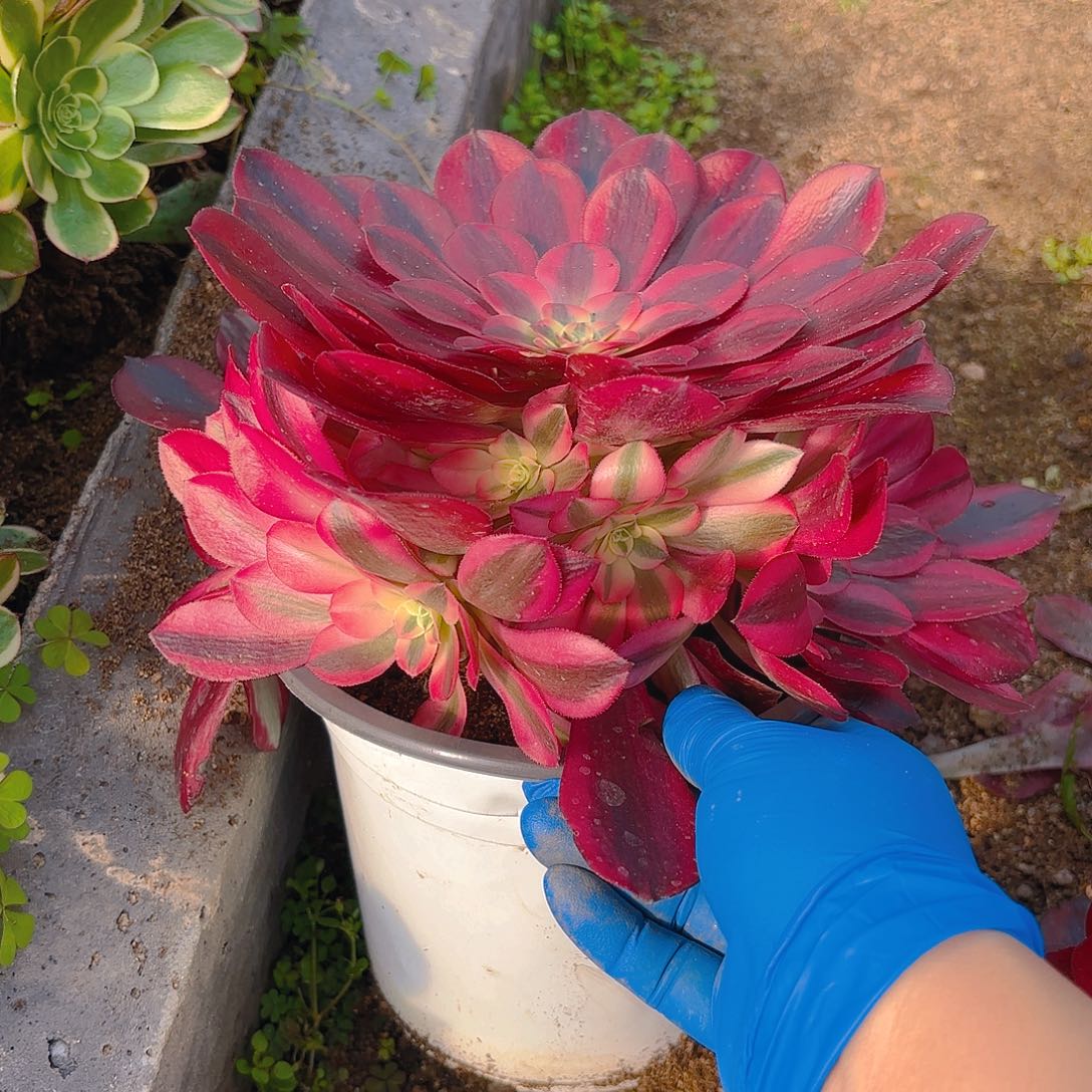 美杜莎手捧多肉植物